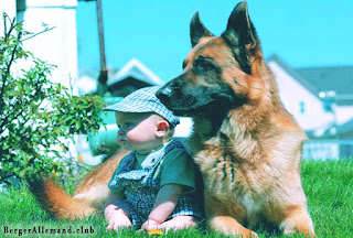 chien berger allemand avec un petit bébé