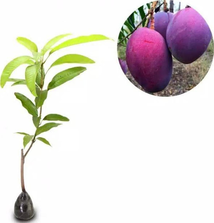 Bibit mangga irwin ungu okulasi Tarakan