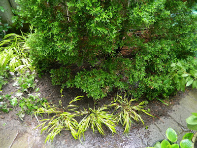 Toronto Cabbagetown shade garden makeover after Paul Jung Gardening Services Toronto Cabbagetown shade garden makeover after Paul Jung Gardening Services