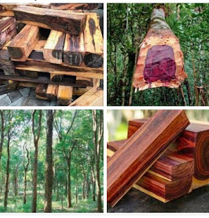 The advantages and disadvantages of rosewood The advantages and disadvantages of rosewood