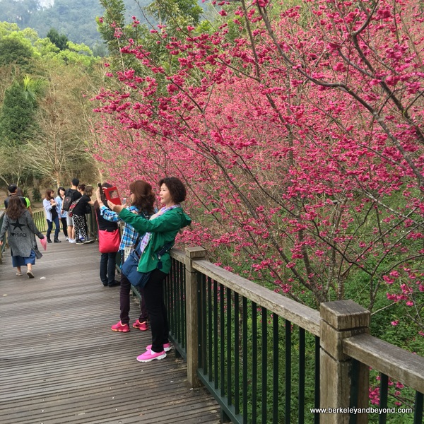 making selfies among the cherry blossoms at Sun Moon Lake National Scenic Area in Yuchi Township, Nantou County, Taiwan making selfies among the cherry blossoms at Sun Moon Lake National Scenic Area in Yuchi Township, Nantou County, Taiwan