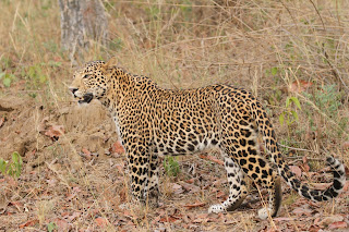 bir leopar Satpura Milli Parkı, Hindistan