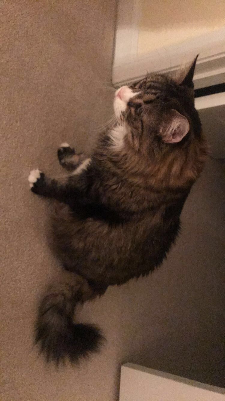 Do cats make good pets