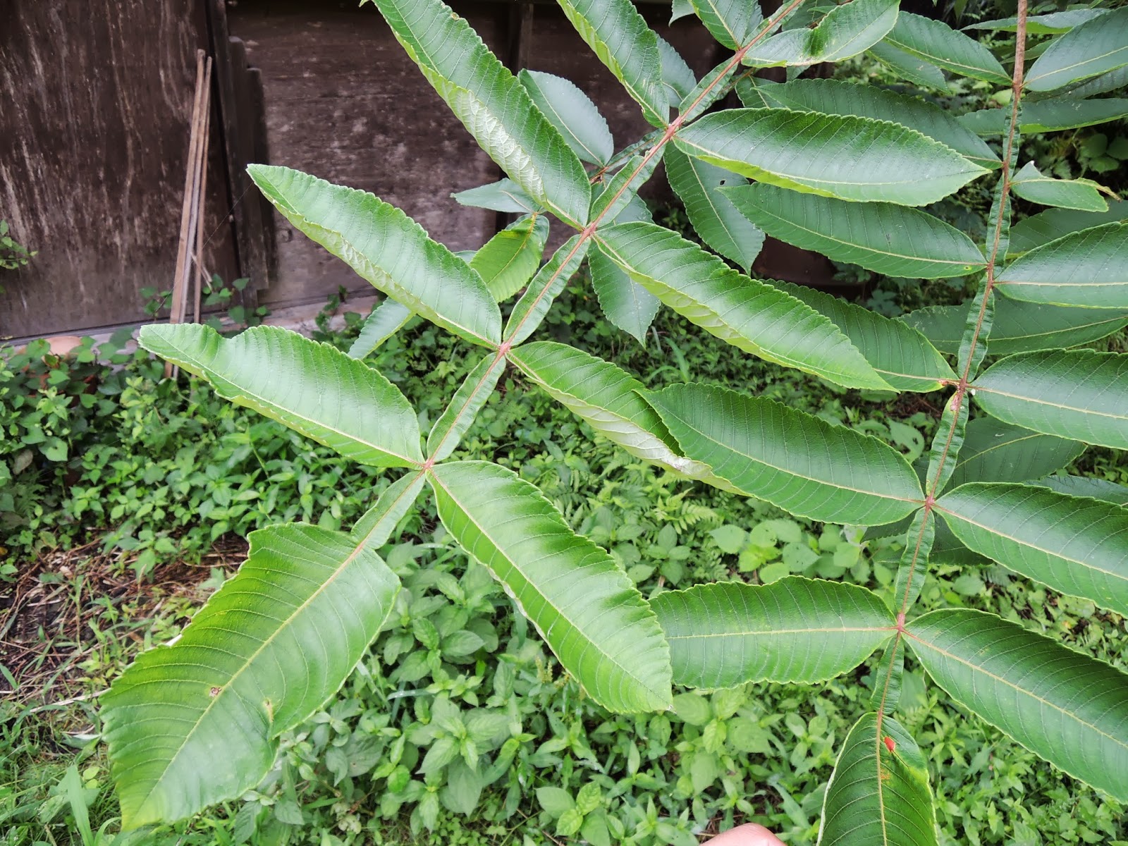 白膠木（ヌルデ／Chinese sumac） ファーマーズハウスさわ