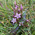 The Gentians (Autumn Gentian - G.amarella and the Field Gen... their status on Holme Stinted Pastures, Hutton Roof,
Cumbria.