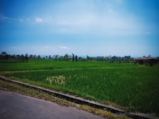 Natural Landscape Countryside Balinese Rice Fields Along Side Road At Ringdikit North Bali Indonesia