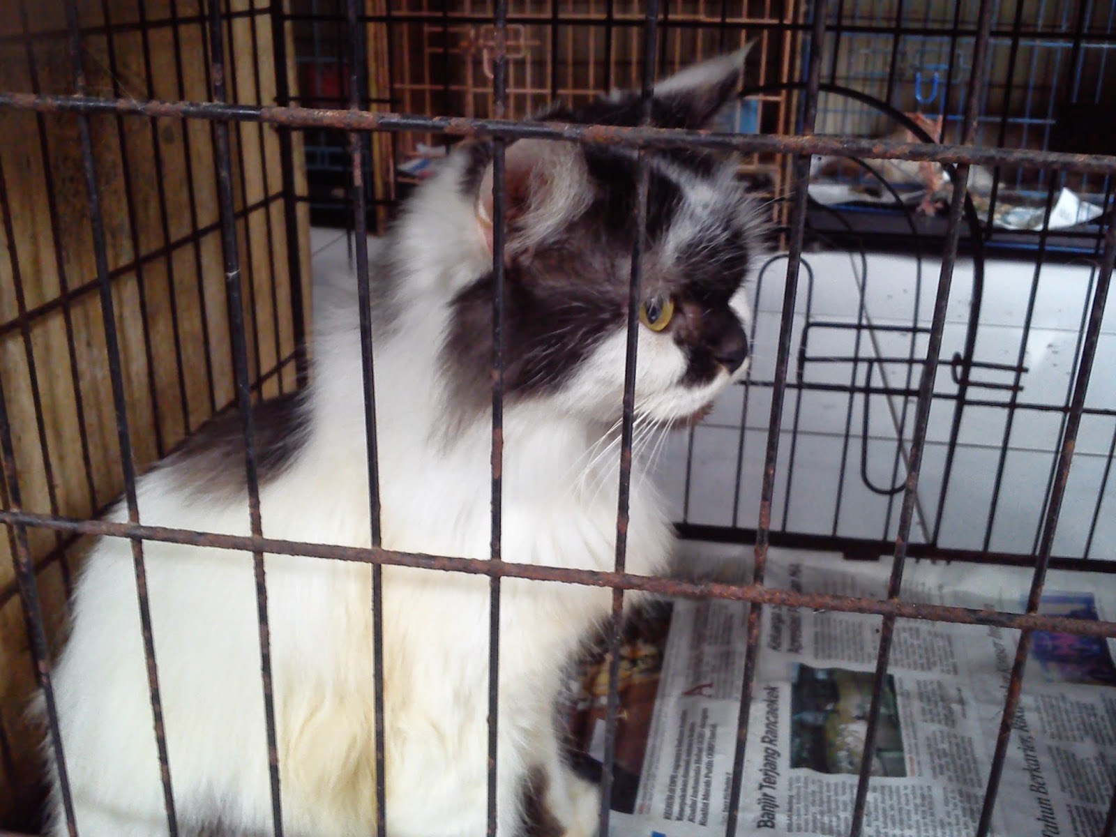 Kucing di Pasar Burung Sukahaji, Bandung.