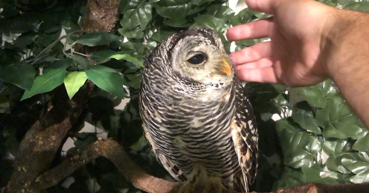 A Traveling Human Owl, That Really Hurt