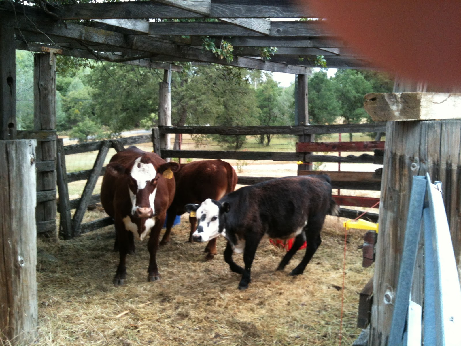 Double b Ranch and Salad Bar Farm: Things are poppin' now here at ...