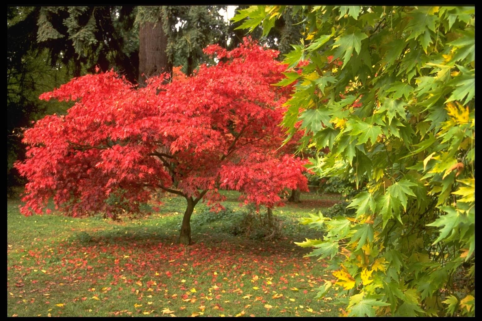 Красивые кустарники осенью красные