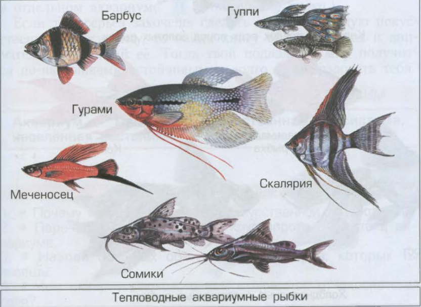 Группа животных рыбы. Название рыб. Название рыб на конце мягкий. Название рыб на конце мягкий. Животные на ь в конце.