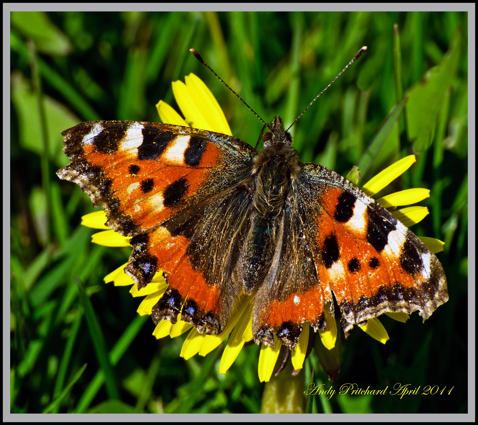 Andy Images: A Tortoise Shell Butterfly Enjoying Some Sun