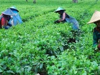 Cara Pembibitan Tanaman Teh Menggunakan Polybag