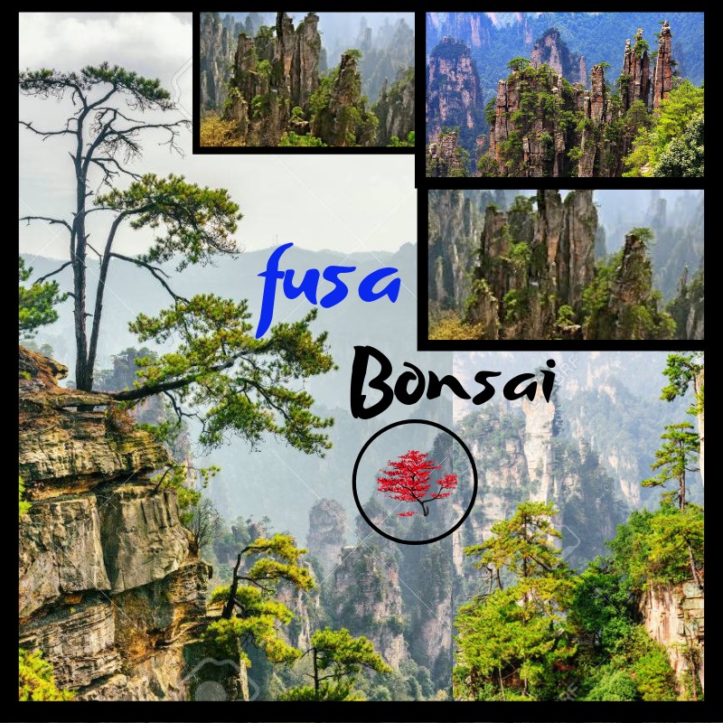 ¿Dónde comprar un Bonsai o PreBonsai en Chile? algunos datitos 盆栽 Bonsaido