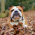 14 Reasons English Bulldogs Are Not The Friendly Dogs Everyone Says They Are
