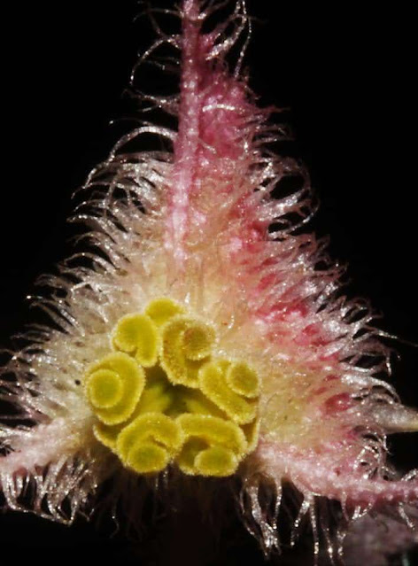 Begonia obsolescens