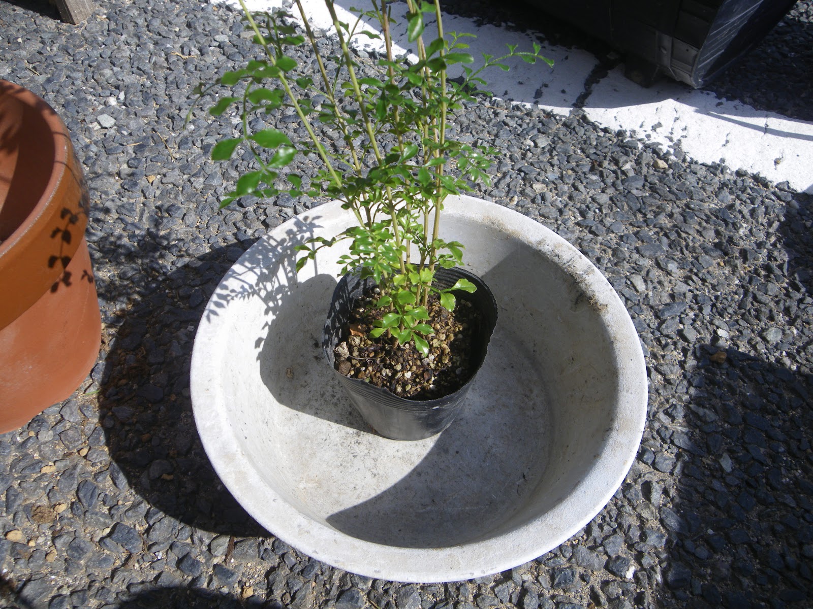 シマトネリコの鉢植えの育て方 植え付け編 肥料と剪定 メダカの大工