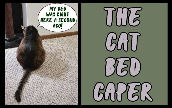 The cat bed caper