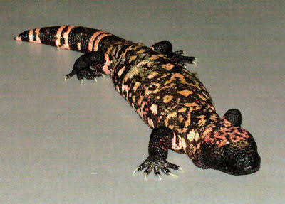 Heloderma Heloderma