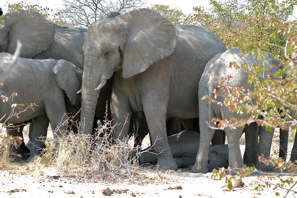 Gone Pishing Do elephants grieve?
