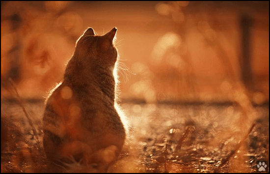 Art Cat GIF • Autumn Cat is melancholic because Summer is over. See you next year my loved summer Art Cat GIF • Autumn Cat is melancholic because Summer is over. See you next year my loved summer