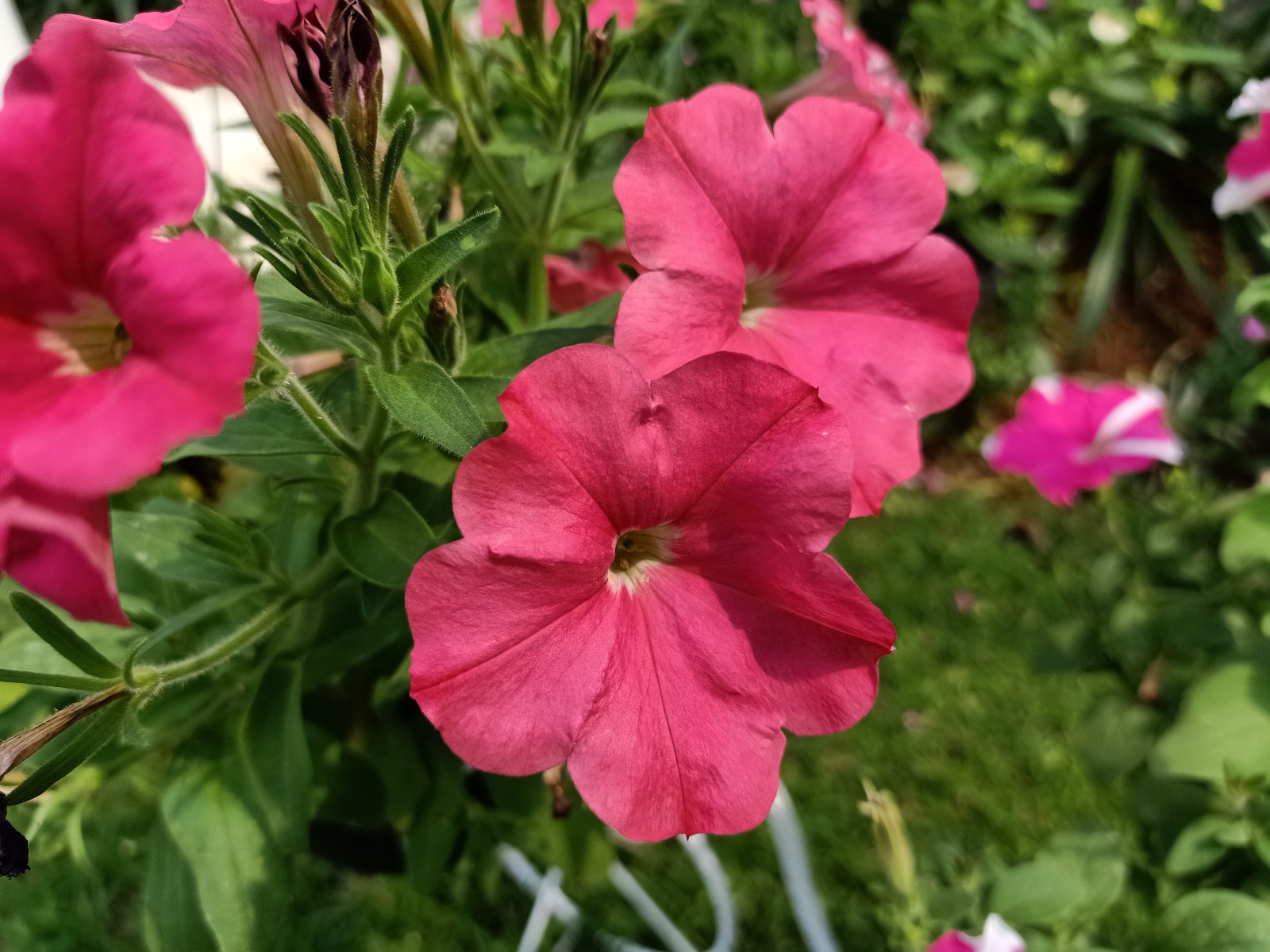 петуния мультифлора мираж ред. май джой. петуния джоконда бургунди еллоу. петуния джоконда мини f1 смесь сортов. петуния джоконда f1 бургунди.