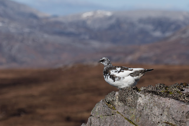 Photo of A Scottish Ptarmigan on Breabag with Conival in the background