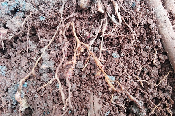 Sâu bệnh hại và tuyến trùng hại rễ trên cây mai vàng - Hoa Mai Bình Định
