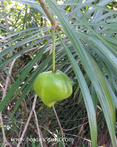 Cascabela thevetia, Yellow Oleander, Be-Still-Tree, Lucky Nut, Mexican Oleander fruit