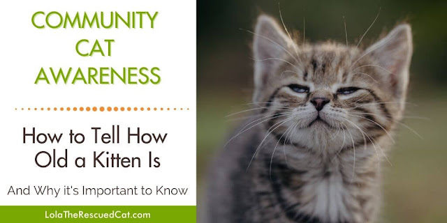 How to Tell How Old a Kitten is and Why It's Important to Know | Lola