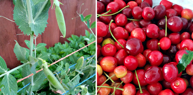 My pea plants with pea pods on and a bag of cherries