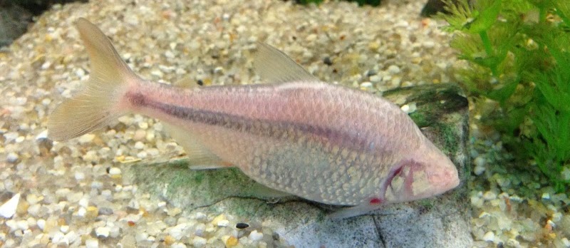 Budidaya Ikan Hias Mata Buta Blind Cave Characin Infoikan Com