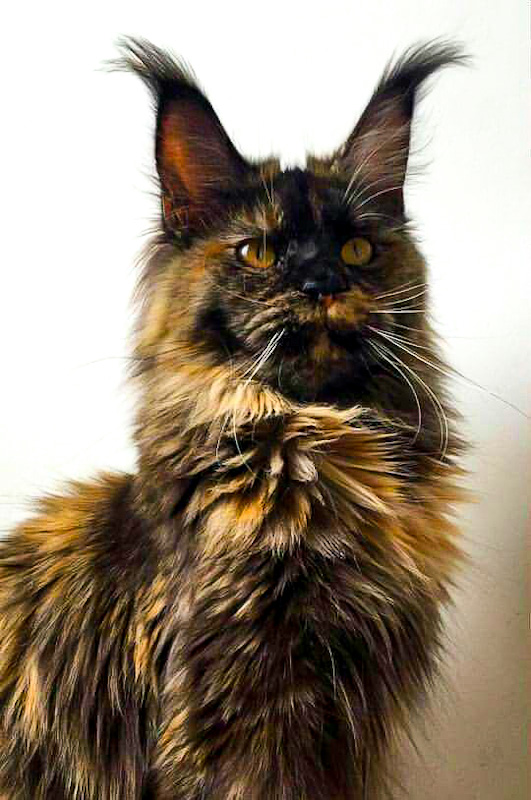 Big Floppa Tortie Maine Coon