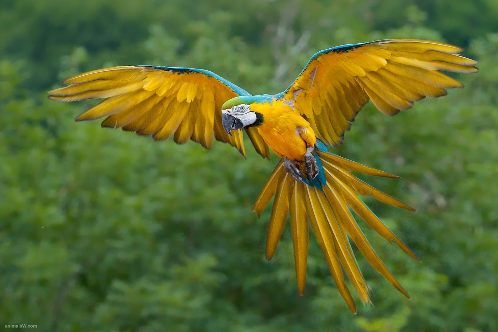 Flying Bird Flying Bird