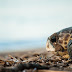 Στις εγκαταστάσεις του "Αρχέλων" η νεαρή χελώνα "Άριελ" από την Πάργα