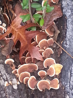 taken at Houston Arboretum Dec 2015