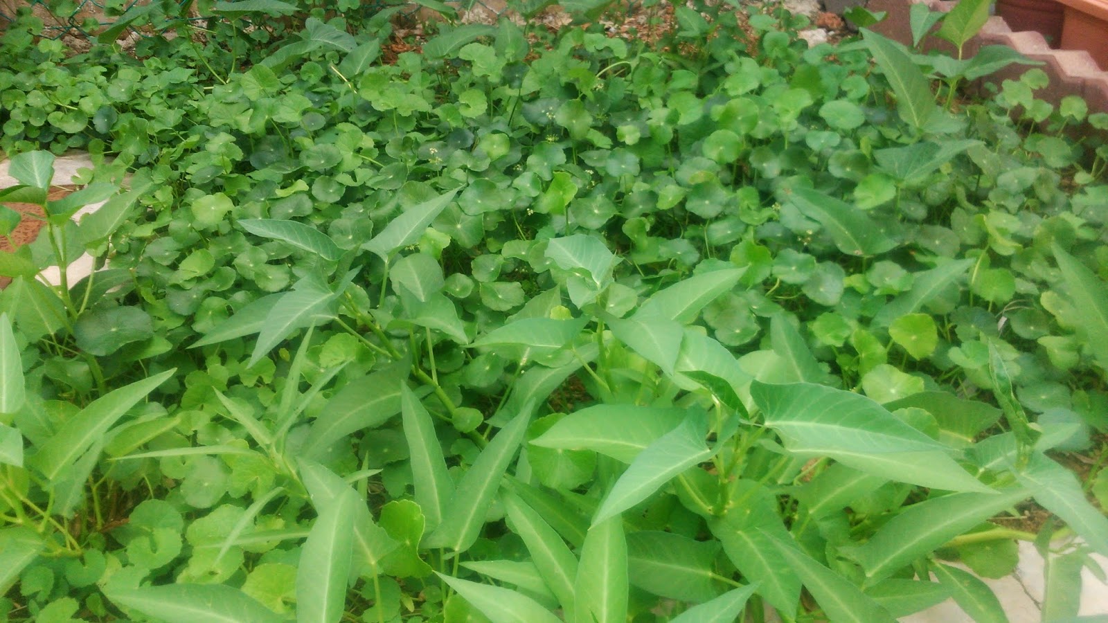 Panglima Sintok: Mini Taman Herba
