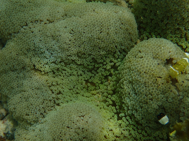 Ancylocaris brevicarpalis Ancylocaris brevicarpalis