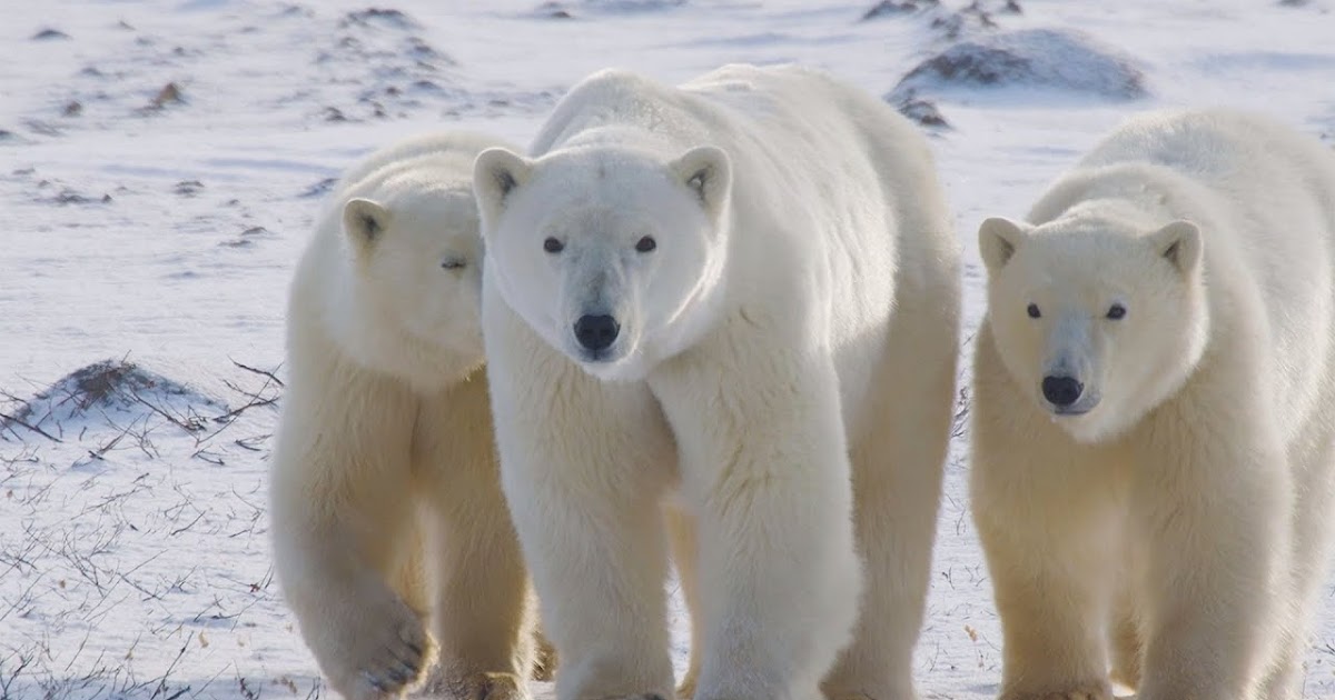 Polar bear facts, habitat, size, adaptations & bears extinction