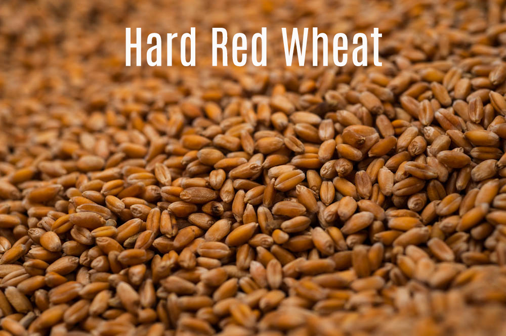 Farmington UT West Stake Provident Living DIFFERENT TYPES OF WHEAT