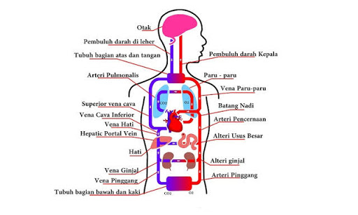 Sistem Peredaran Darah Pada Tubuh Manusia Dan Kerusakannya