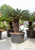 Cycas revoluta Plantas palmáceas en nuestro vivero de Barcelona