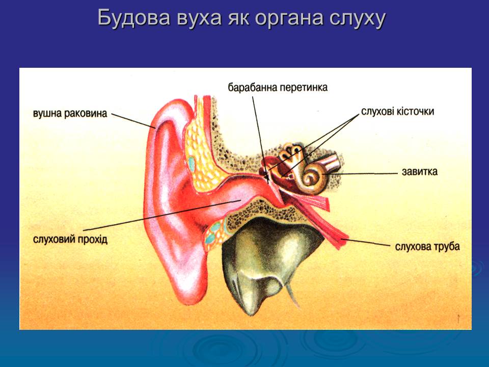 Слуховая косточка в ухе 9 букв. Строение уха 8 класс биология. Строение органа слуха. Орган слуха анатомия. Будова вуха як органа слуху.