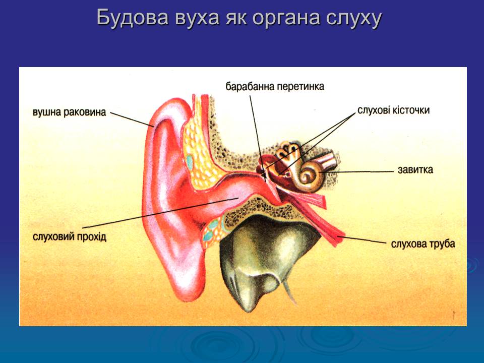 Слуховая косточка в ухе 9 букв