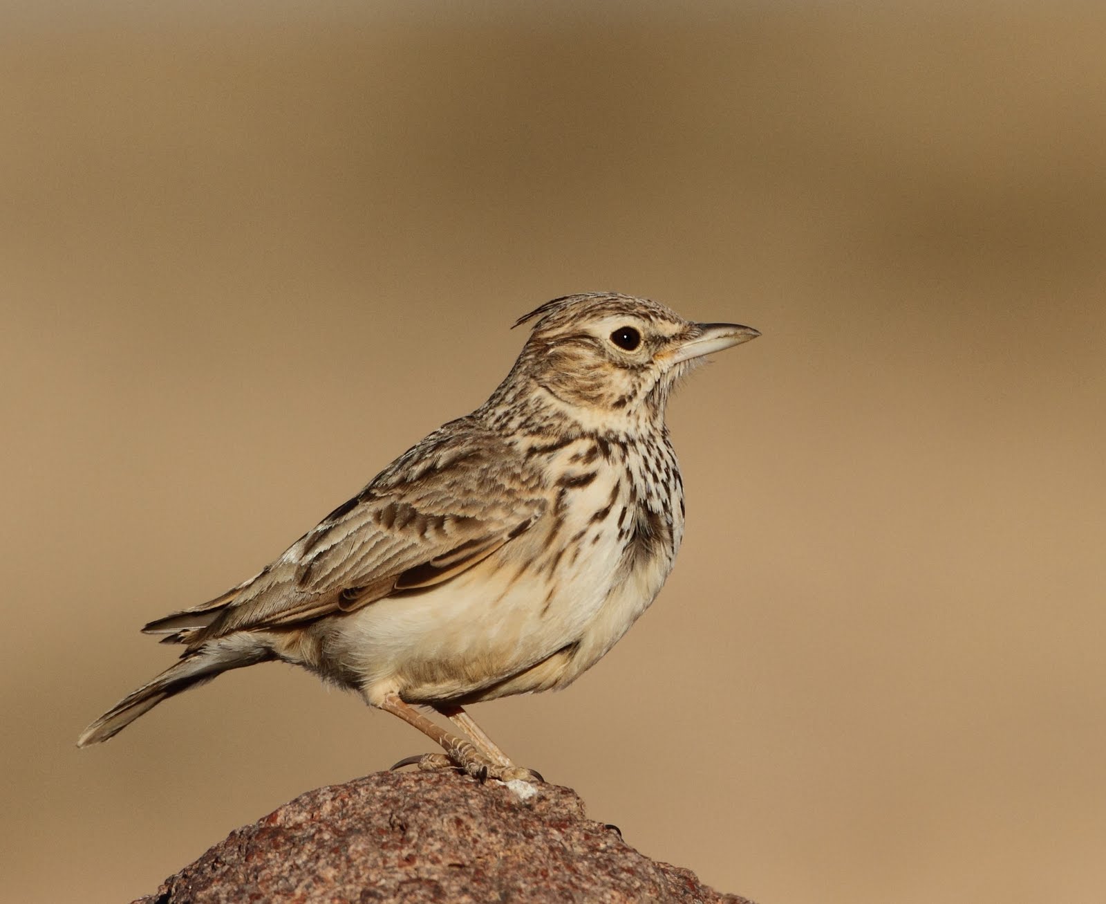 temminck s lark great views of a few males displaying on the tagdilt temminck s lark great views of a few males displaying on the tagdilt