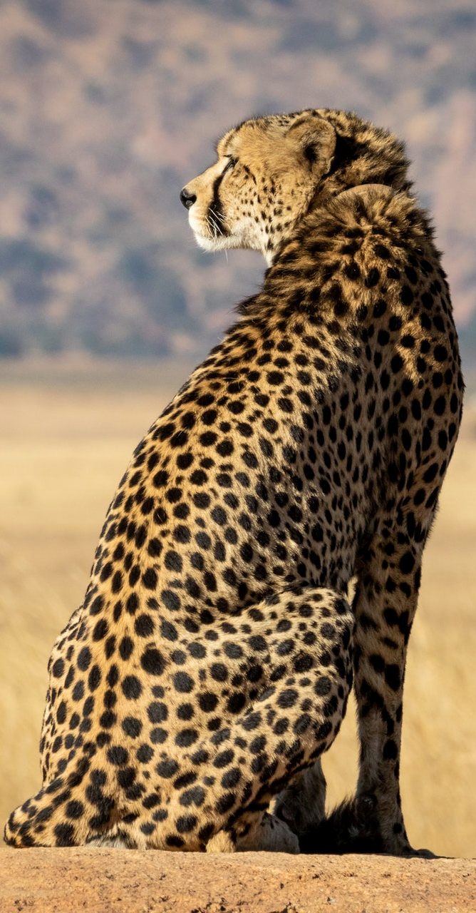 A cheetah on the lookout.