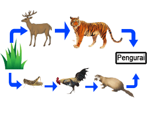 Soal tentang Rantai Makanan pada Hubungan Antarmakhluk Hidup dan Lingkungan