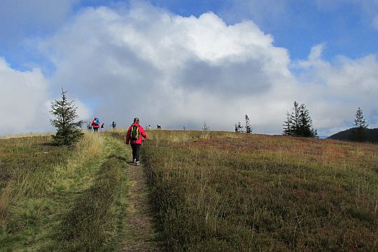 Przed wierzchołkiem Złotej Grapy (1247 m n.p.m.).