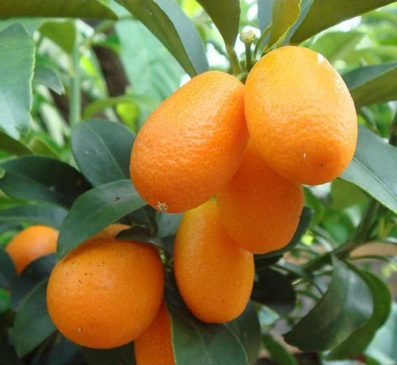Bibit jeruk nagami hasil okulasi cepat berbuah Riau