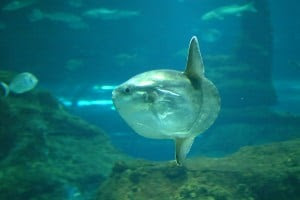 Ocean sunfish have weird fused teeth that look like beaks with all these; they are characterized among the weirdest animals in the world.